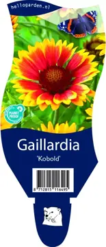Gaillardia 'Kobold'