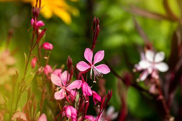 Gaura lindh. 'Siskiyou Pink' - afbeelding 1