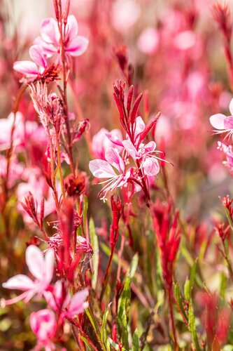 Gaura lindh. 'Siskiyou Pink' - afbeelding 2