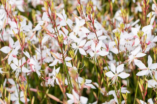 Gaura lindh. 'Whirling Butterflies' - afbeelding 2