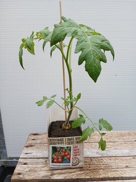 Geeënte Cherrytomaat plant - afbeelding 1