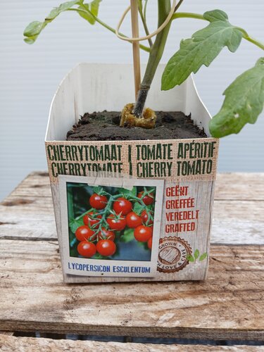 Geeënte Cherrytomaat plant - afbeelding 2