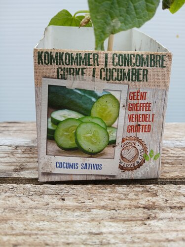 Geënte Komkommer - afbeelding 2