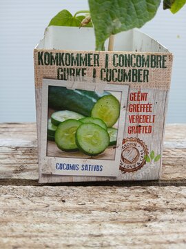 Geënte Komkommer - afbeelding 2