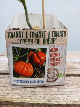 Geënte Tomaat 'Coeur de Boeuf' - afbeelding 2