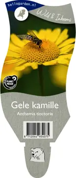 Gele kamille