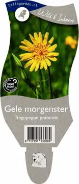 Gele morgenster