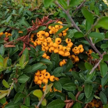 Pyracantha 'Soleil d'Or'