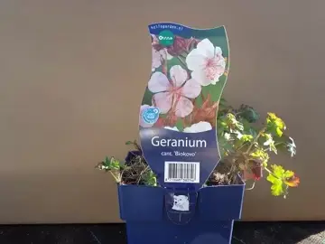 Geranium cant. 'Biokovo'