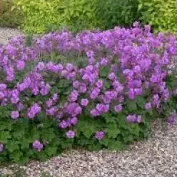 Geranium cant. 'Cambridge'