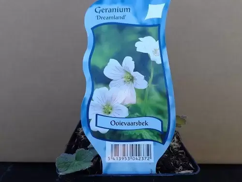 Geranium 'Dreamland'