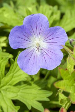 Geranium 'Johnson's Blue'