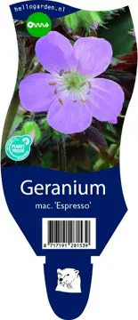 Geranium mac. 'Espresso'