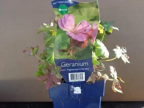 Geranium macr. 'Ingwersen's Variety'