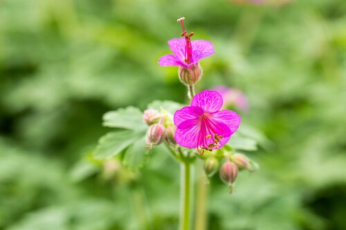 Geranium macrorrhizum - afbeelding 1