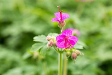 Geranium macrorrhizum - afbeelding 1