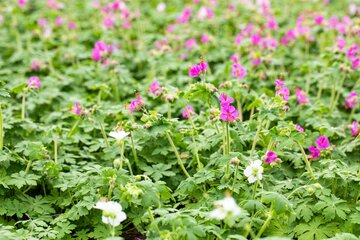 Geranium macrorrhizum - afbeelding 2