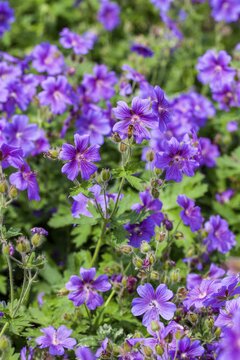 Geranium magnificum - afbeelding 2