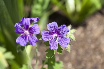 Geranium magnificum - afbeelding 1