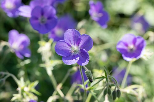 Geranium pratense - afbeelding 1