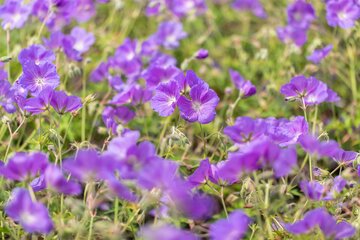 Geranium pratense - afbeelding 2