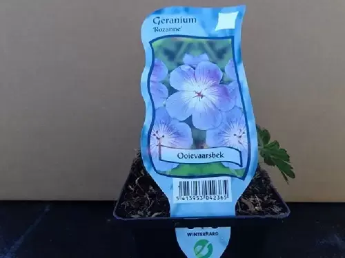 Geranium 'Rozanne'