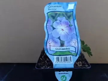 Geranium 'Rozanne'