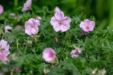 Geranium sanguineum striatum