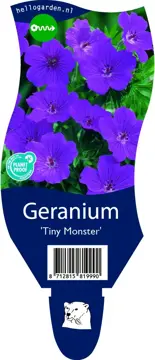 Geranium 'Tiny Monster'