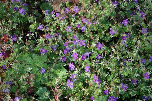 Geranium wlassovianum