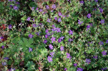 Geranium wlassovianum