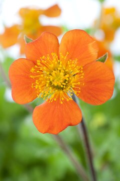 Geum c. Borisii