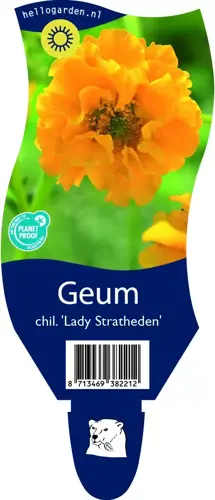 Geum chil. 'Lady Stratheden'