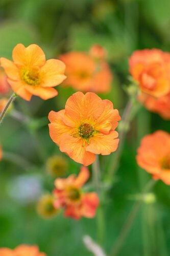 Geum 'Totally Tangerine' - afbeelding 2