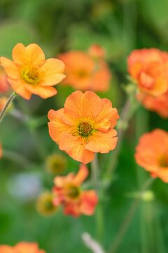 Geum 'Totally Tangerine' - afbeelding 2