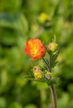 Geum 'Totally Tangerine' - afbeelding 1
