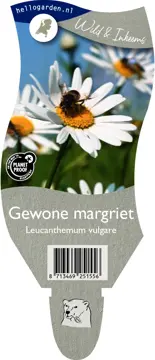 Gewone margriet