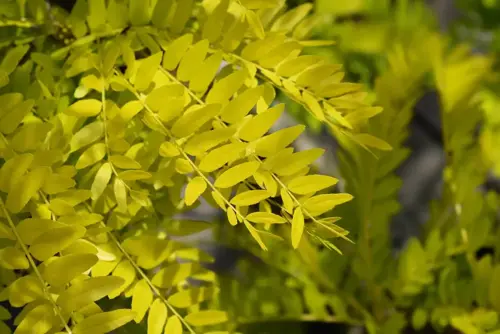 Gleditsia triacanthos 'Sunburst' Valse Christusdoorn - afbeelding 1