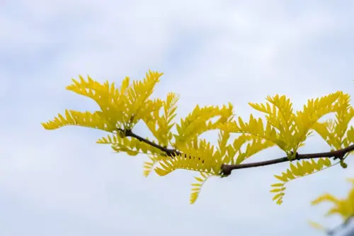 Gleditsia triacanthos 'Sunburst' Valse Christusdoorn - afbeelding 2