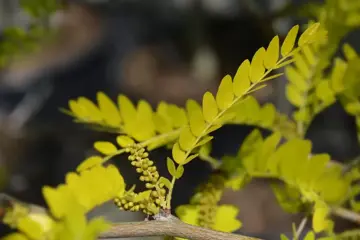 Gleditsia triacanthos 'Sunburst' Valse Christusdoorn - afbeelding 3