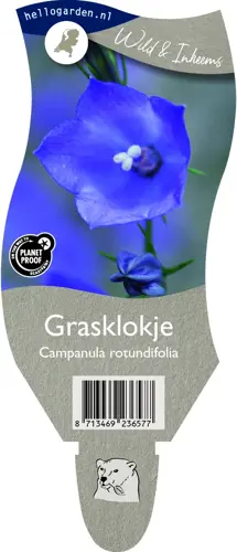 Grasklokje