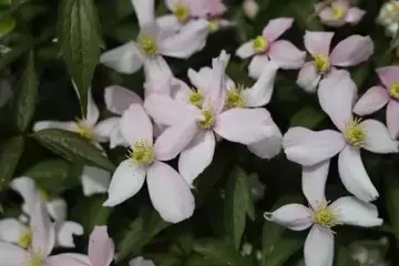 Clematis armandii