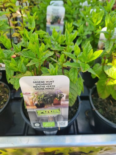 Groene munt biologisch