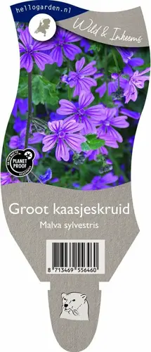 Groot kaasjeskruid