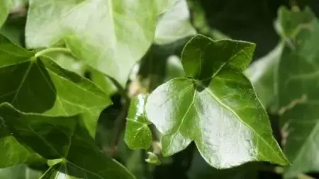 Hedera hibernica