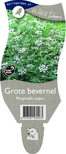 Grote bevernel