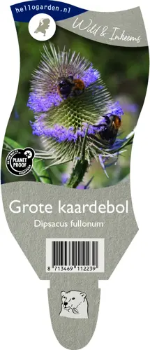Grote kaardebol - afbeelding 2