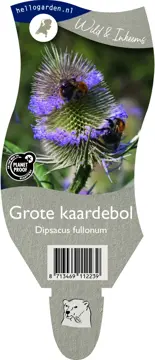 Grote kaardebol - afbeelding 2