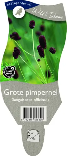 Grote pimpernel