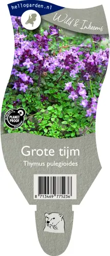 Grote tijm - afbeelding 2